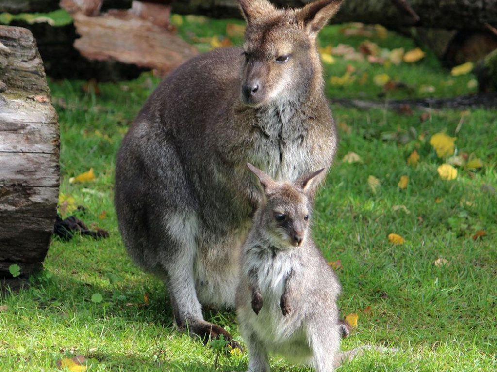 Wallaby-unge2_